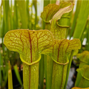 Sarracenia Hybrid H 10 (S. X Catesbyi X S. X Excellens) A. Slack